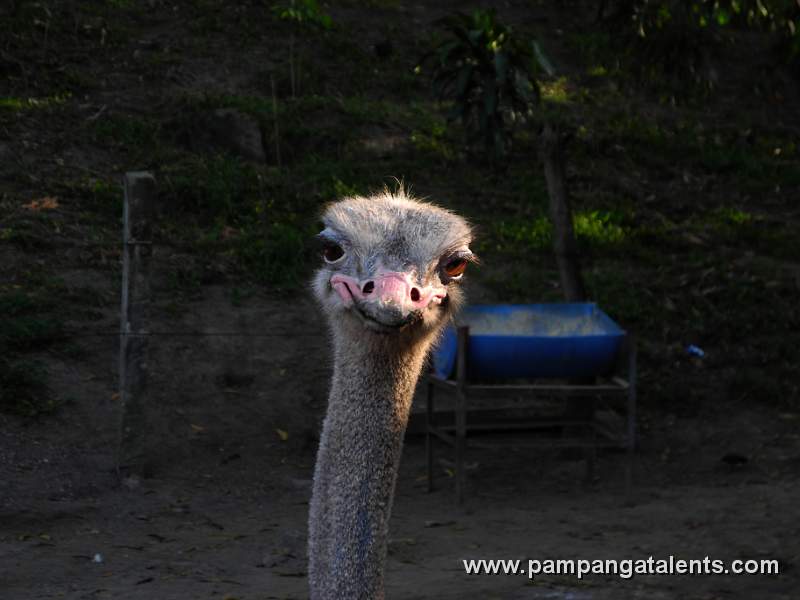 Ostrich - Struthio Camelus